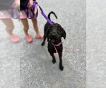 Small #1 Mutt