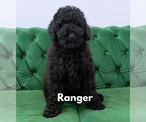 Goldendoodle Puppy for sale in LOXAHATCHEE, FL, USA