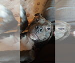 Small #10 American Pit Bull Terrier Mix