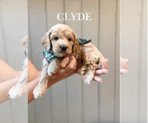 Cock-A-Poo Puppy for sale in TRINITY, NC, USA