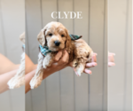 Image preview for Ad Listing. Nickname: Clyde
