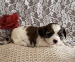 Small #2 Cavachon-Shih Tzu Mix