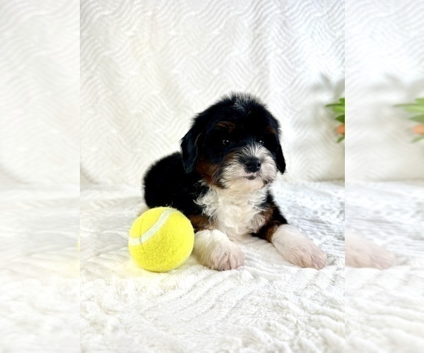Medium Photo #2 Cock-A-Poo Puppy For Sale in GREENFIELD, IN, USA