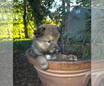 Pumpkins Litter Leaf  - Located in SC - Male Mutt Dog for Adoption - Small photo