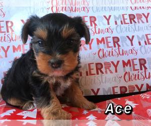 Yorkshire Terrier Puppy for sale in SANDY, UT, USA