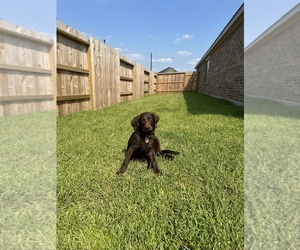 Labrador Retriever Dogs for adoption in KATY, TX, USA