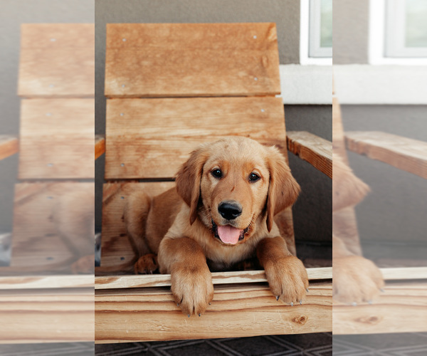 Medium Photo #1 Golden Retriever Puppy For Sale in CHINO VALLEY, AZ, USA