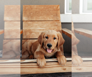 Golden Retriever Puppy for Sale in CHINO VALLEY, Arizona USA