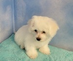 Small Photo #3 Bichon Frise Puppy For Sale in Shelbyville, IN, USA