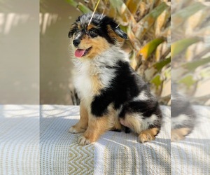 Australian Shepherd Puppy for sale in BELLVIEW, FL, USA