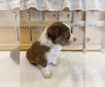 Small Photo #2 Australian Shepherd Puppy For Sale in JEROMESVILLE, OH, USA