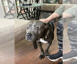 Small #14 American Pit Bull Terrier-Bulldog Mix