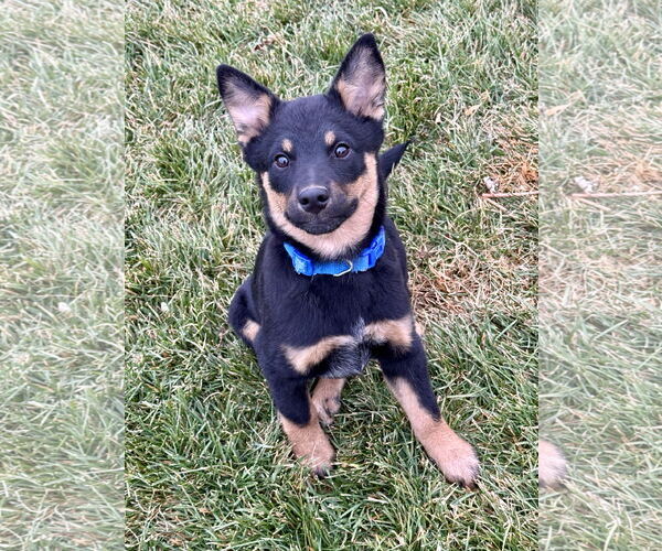 Medium Photo #1 Mutt Puppy For Sale in Sandy, UT, USA