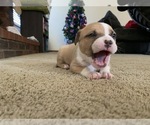 Small Photo #10 American Bully Puppy For Sale in SAINT CHARLES, MO, USA