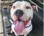 Small American Pit Bull Terrier