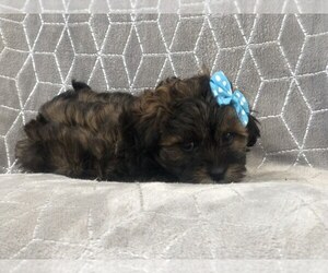 Havanese-ShihPoo Mix Puppy for sale in LAKELAND, FL, USA