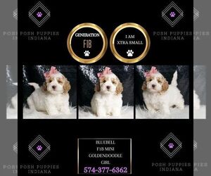 Goldendoodle (Miniature) Puppy for sale in WARSAW, IN, USA