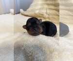 Small Photo #2 Yorkshire Terrier Puppy For Sale in BROOKFIELD, IL, USA