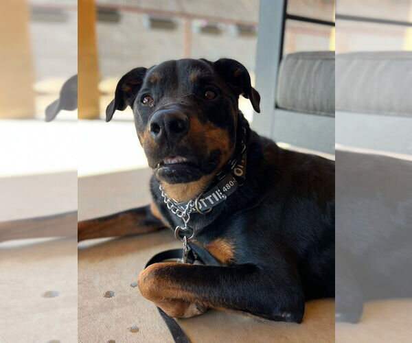 Medium Photo #2 Rottweiler Puppy For Sale in Gilbert, AZ, USA