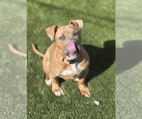 Medium Photo #2 American Pit Bull Terrier Puppy For Sale in Berkeley, CA, USA