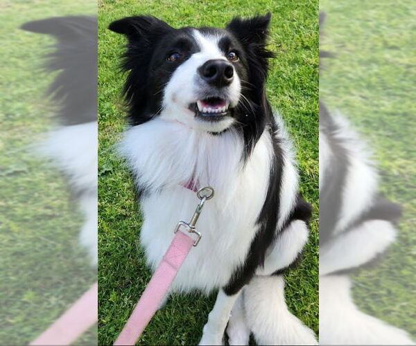 Medium Photo #4 Border Collie Puppy For Sale in Lake Forest, CA, USA