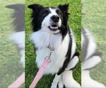 Small #3 Border Collie