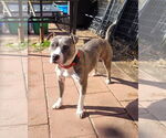 Small #5 American Pit Bull Terrier Mix