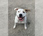 Small #2 American Pit Bull Terrier Mix
