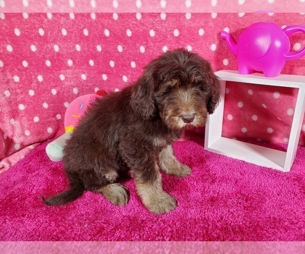 Medium Photo #6 Goldendoodle-Poodle (Standard) Mix Puppy For Sale in PEYTON, CO, USA
