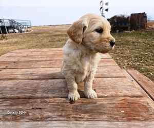 Goldendoodle Puppy for sale in LEON, KS, USA