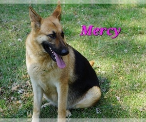 Mother of the German Shepherd Dog puppies born on 02/01/2023