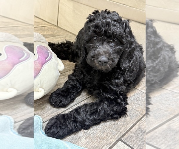 Medium Photo #1 Goldendoodle Puppy For Sale in GIBSONTON, FL, USA