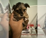 Puppy Puppy 2 Yorkshire Terrier