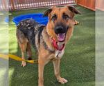 Small German Shepherd Dog Mix