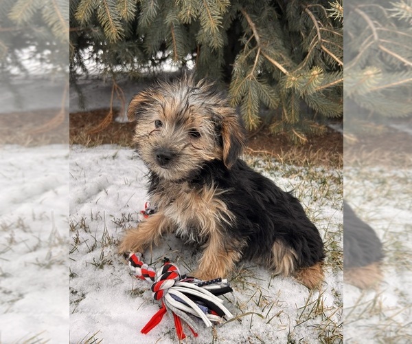 Medium Photo #2 Morkie Puppy For Sale in MIDDLEBURY, IN, USA
