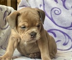 Small #1 English Bulldog-French Bulldog Mix