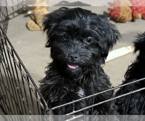 Shih-Poo Puppy for sale in GLOUCESTER, VA, USA