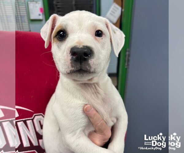 Medium Photo #4 Labrador Retriever-Unknown Mix Puppy For Sale in Washington, DC, USA