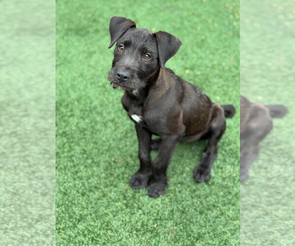 Medium Photo #1 Mutt Puppy For Sale in PIPE CREEK, TX, USA