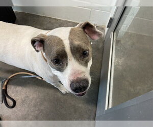 American Staffordshire Terrier-Unknown Mix Dogs for adoption in Tavares, FL, USA