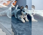 Small #8 Australian Cattle Dog