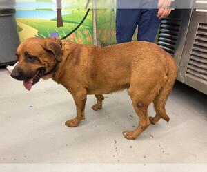 Bullmastiff Dogs for adoption in Waco, TX, USA