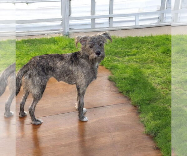 Medium Photo #2 Italian Greyhound Puppy For Sale in Menifee, CA, USA