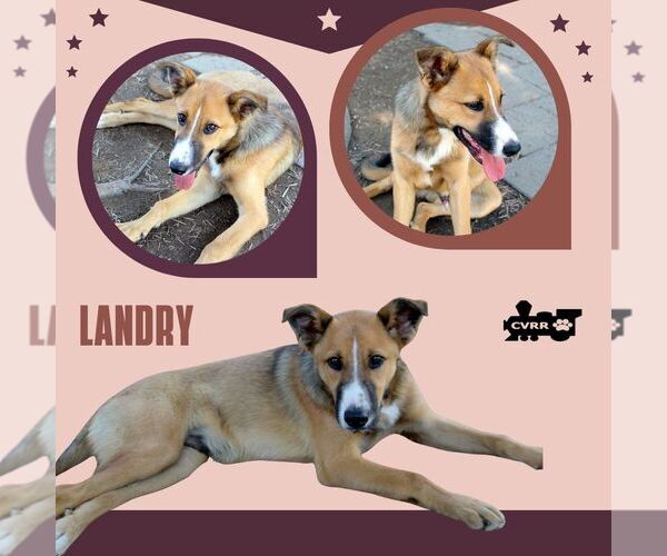 Medium Photo #1 Mutt Puppy For Sale in Lindsay, CA, USA