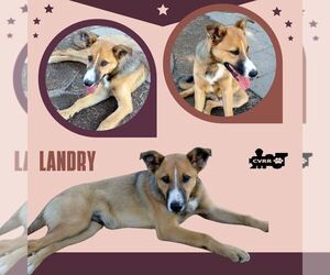 Mutt Dogs for adoption in Lindsay, CA, USA