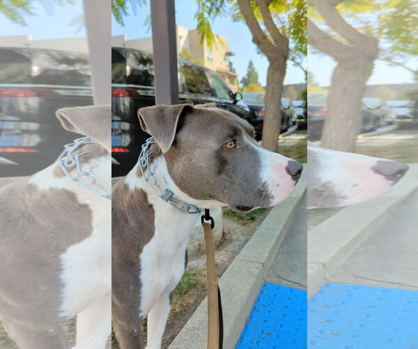 Medium Photo #2 American Pit Bull Terrier Puppy For Sale in Dana Point, CA, USA