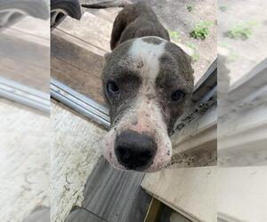 American Staffordshire Terrier-Unknown Mix Dogs for adoption in San Antonio, TX, USA