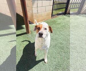 Amanda - Female Mutt Dog for Adoption - Photo #4