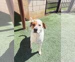 Small Photo #4 Mutt Puppy For Sale in Rockwall, TX, USA