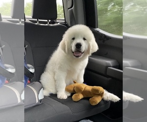 Great Pyrenees Puppy for sale in BRASHER FALLS, NY, USA